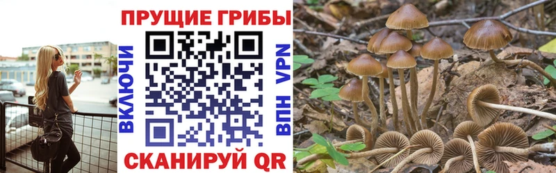 дарнет шоп  Костомукша  Псилоцибиновые грибы GOLDEN TEACHER 